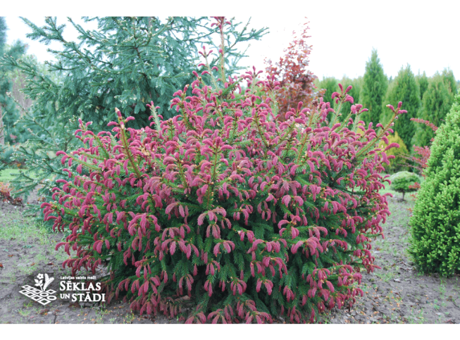 Picea abies   'Rydal'